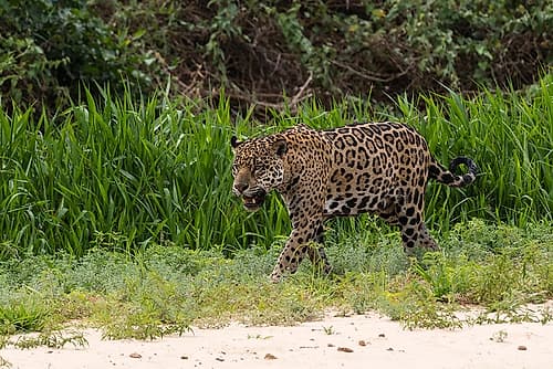 Jaguar-Pantanal-Mato Grosso-Brazil Nature Print